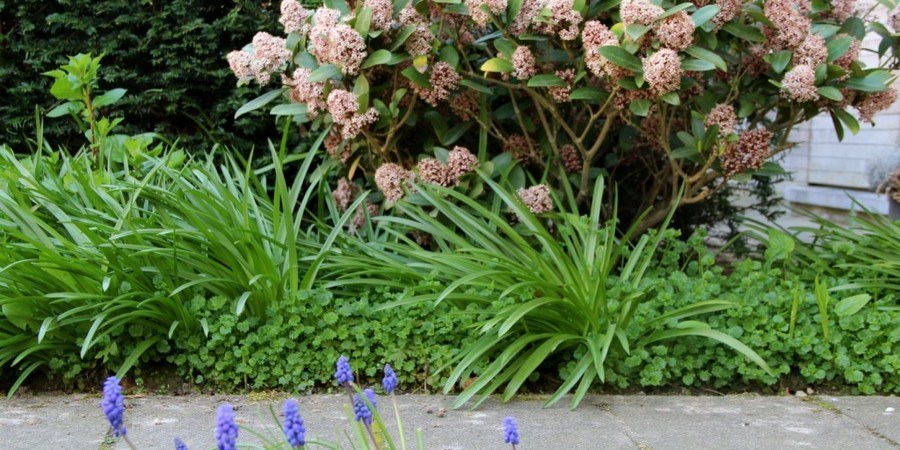 Ook mooi om thuis te komen: klokjes, hyacinten en hortensia's komen uit, terwijl de skimmia en blauwe druifjes de aandacht trekken. De natuurlijke vormen van deze planten bieden een tegengewicht aan de strakheid van de straat. Ook mooi om thuis te komen: klokjes, hyacinten en hortensia's komen uit, terwijl de skimmia en blauwe druifjes de aandacht trekken. De natuurlijke vormen van deze planten bieden een tegengewicht aan de strakheid van de straat.